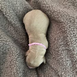 Girl 1 - female Golden Retriever puppy in Dry Fork, Virginia from Sarah Johnson