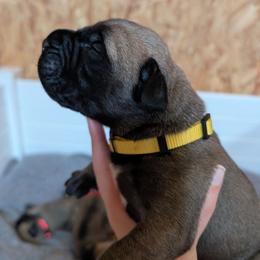 Yellow boy - Fawn male Bullmastiff puppy in Lorena, Texas from Central Texas Bullmastiffs