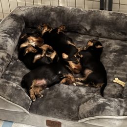 Yorkshire Terrier Puppies from Yorkshire Terrier Puppies