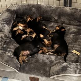 Yorkshire Terrier Puppies from Yorkshire Terrier Puppies