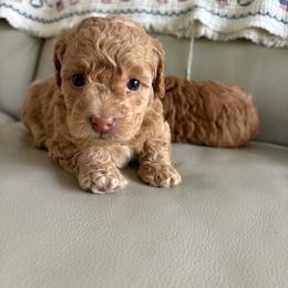 Fauna - Apricot female Goldendoodle puppy in Brooksville, Florida from Abby’s Standard Goldendoodles