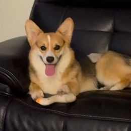Yoda - Pembroke Welsh Corgi
