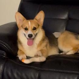 Yoda - Pembroke Welsh Corgi