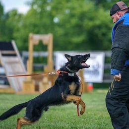 Belgian Malinois, Biewer Terriers, and German Shepherds from East KY K9