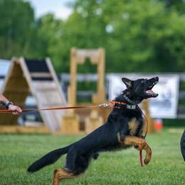 Belgian Malinois, Biewer Terriers, and German Shepherds from East KY K9