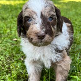 Jessie - Red merle female Aussiedoodle puppy in Churchville, New York from Bluebird Family Farm