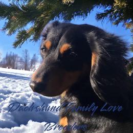 Rocco - Dachshund