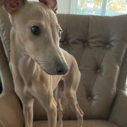 Italian Greyhounds from Birdog