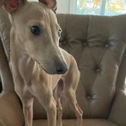 Italian Greyhounds from Birdog