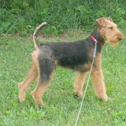 Airedale Terriers from Arily Airedales