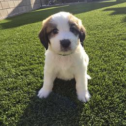 Boy 7 - male Saint Berdoodle puppy in Menifee, California from Royal Saint Bernards