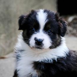 Australian Shepherds from Mine Creek Aussies