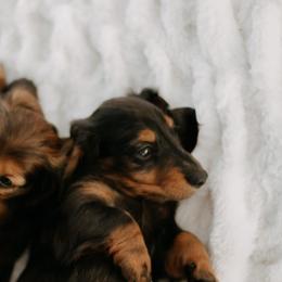 Dachshund Puppies from EntityDachs