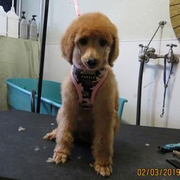 Poodle Puppies from Palmares Poodles in Red and Apricot