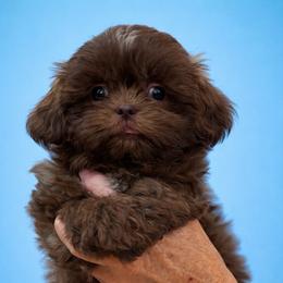 Chevy - Chocolate male Shih Tzu puppy in Tallahassee, Florida from Bows and Bow Ties