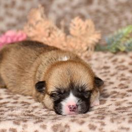 Violet - Red female Pembroke Welsh Corgi puppy in East Canton, Ohio from Victorian Farms