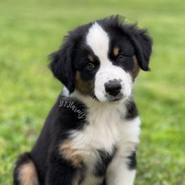 Australian Shepherd, Miniature Australian Shepherd, and Toy Australian Shepherd Puppies from JKKJ Farms