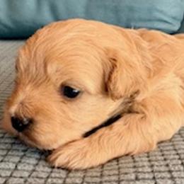 Boy 1 - Cream male Maltipoo puppy in Silver Springs, Florida from Puppy Love Palace at HB Farm