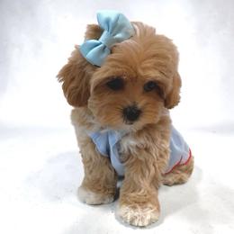 Maltipoo puppies from GlamPaw Maltipoos