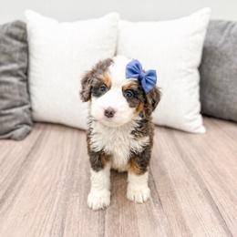 Female 5287 - Blue merle female Bernedoodle puppy in Ormond Beach, Florida from Florida Coast Doodles