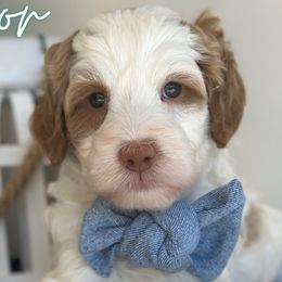 Boy 1 - Bernedoodle puppy in Glendora, California from Colby Trail Doodles