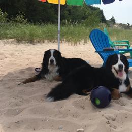 Bernese Mountain Dog All Grown Up from Willow Wood Bernese