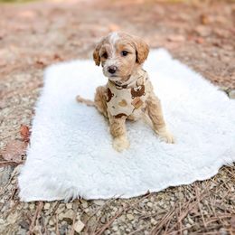 Winnie - Apricot female Goldendoodle puppy in Jamestown, Kentucky from Dreamy Goldendoodles
