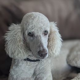 Cavalier King Charles Spaniels, Cavapoos, and Poodles from Puppy Adventures LLC