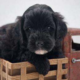 Red - Sable male Goldendoodle puppy in Byron, Georgia from Southern Olive Doodles 🫒