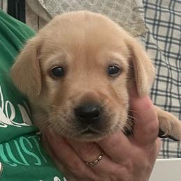 Topaz - Yellow male Labrador Retriever puppy in Rock Hill, South Carolina from North Star Retrievers
