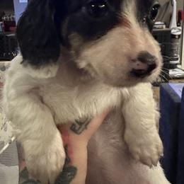 Star - Black and tan female Dachshund puppy in Hudson, Michigan from Mittentail Kennel Miniature Dachshunds & Australian Shepherds