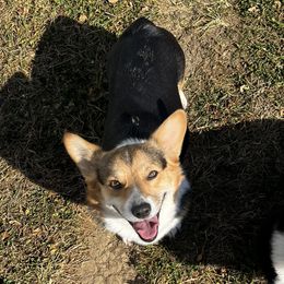 Repunzel - Pembroke Welsh Corgi