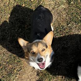 Repunzel - Pembroke Welsh Corgi