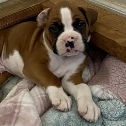 Boxer Puppies from Sisco Boxers Tennessee