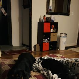 Dachshund All Grown Up from Doxie Dreams