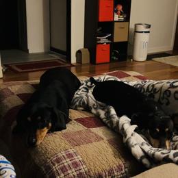Dachshund All Grown Up from Doxie Dreams