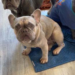 Coco - French Bulldog