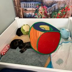 Standard Schnauzer Puppies from Songbird Standard Schnauzers