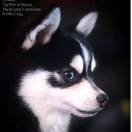 Harley - Pomsky