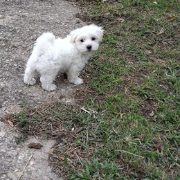 Coton de Tulear Puppies from Marilyn Edwards