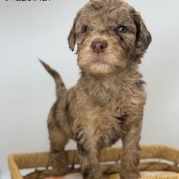 Hazelnut - Merle male Sheepadoodle puppy in Greeneville, Tennessee from Smokey Mountain Sheepadoodles
