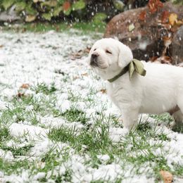 Labrador Retriever Puppies from Polar Bear Farms