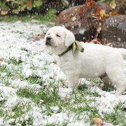 Labrador Retriever Puppies from Polar Bear Farms