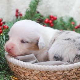 American Corgi, Cardigan Welsh Corgi, and Pembroke Welsh Corgi Puppies from Diamond Corgis
