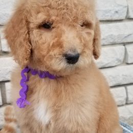 Labradoodle Puppies from Lovey Labradoodles