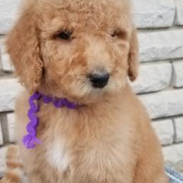 Labradoodle Puppies from Lovey Labradoodles