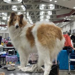 Maizie - White female Collie puppy in Mount Orab, Ohio from Plum Creek Collies