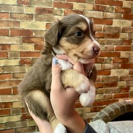 Teddy - Red tri-color male Miniature American Shepherd puppy in Colorado Springs, Colorado from Valkyrie Adventures