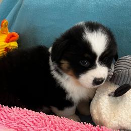 Male 3 Black Tri - Black and tan male Pembroke Welsh Corgi puppy in Moundville, Alabama from Cartee Corgis - Debi Cartee Mills