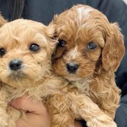 Cavalier King Charles Spaniels and Cavapoos from Alex Camp